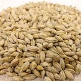 orzo